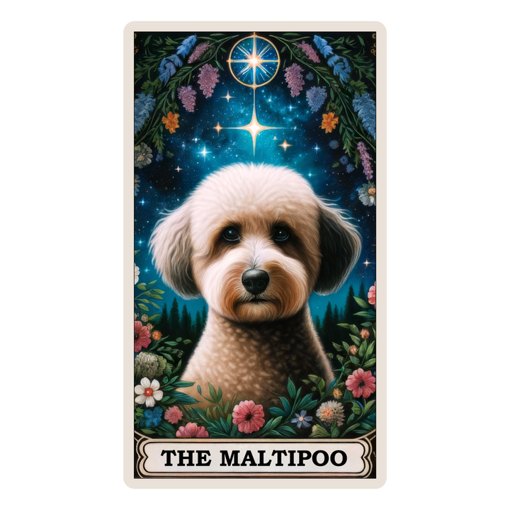 The Maltipoo